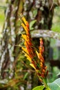 Sanchezia yellow orange flower growing in forest at FraserÃ¢â¬â¢s h Royalty Free Stock Photo